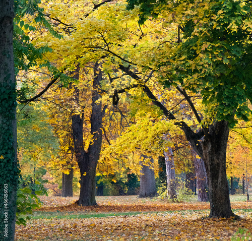 autumn trees in the park in Gödöllő