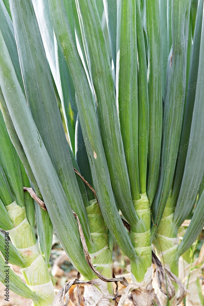 Fototapeta premium 음식재료인대파입니다