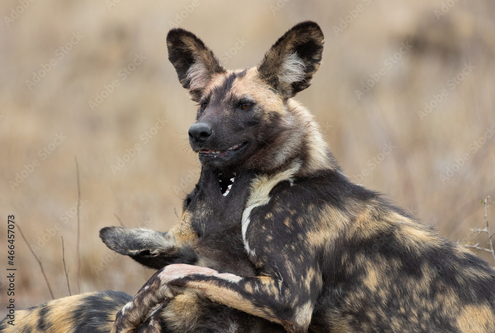 a pack of African wild dogs a pack of African wild dogs