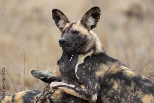 a pack of African wild dogs 