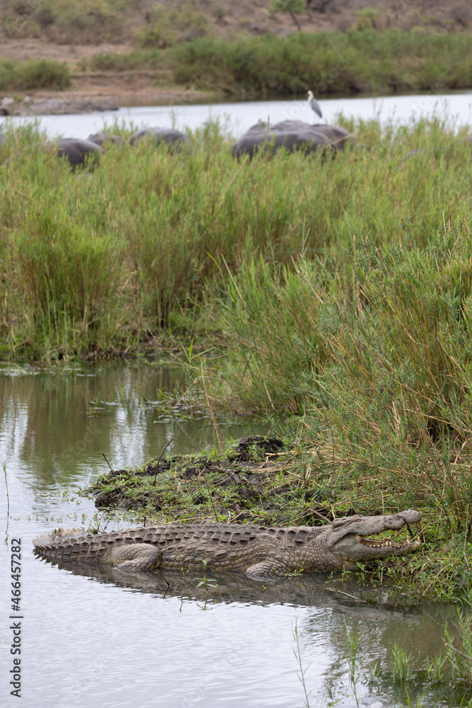 a large Nile crocodile in a river a large Nile crocodile in a river