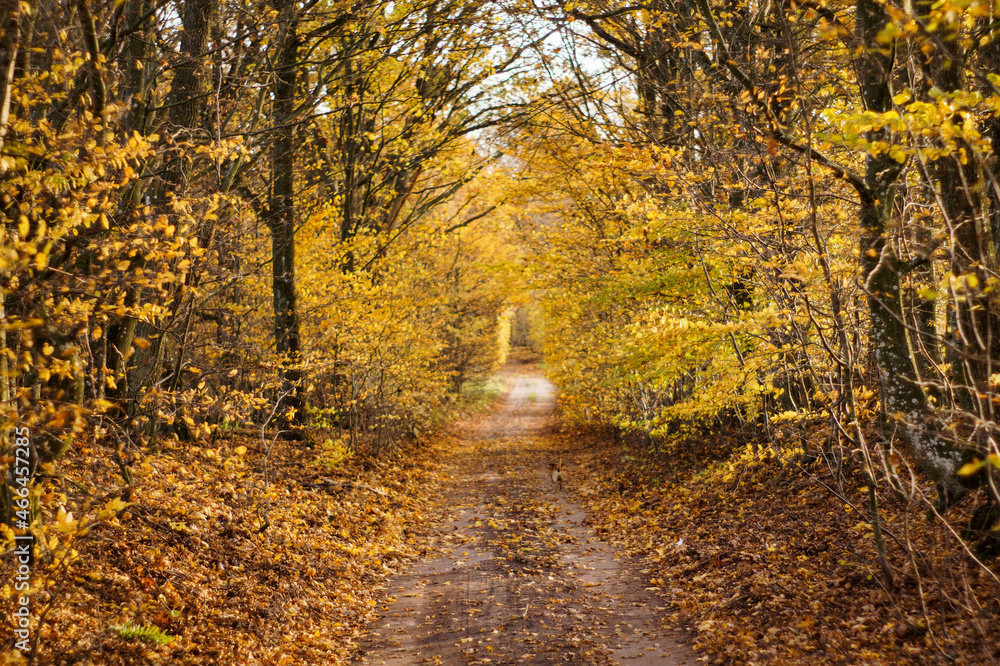 Obraz premium Autumn, Jesień