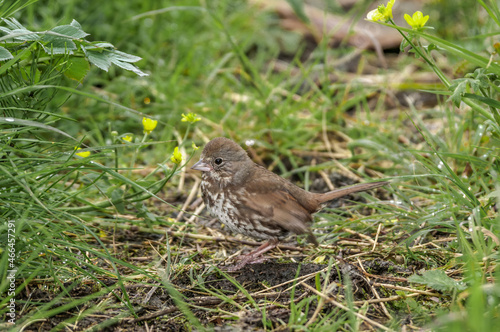Wallpaper Mural Fox Sparrow (Passerella iliaca) at Chowiet Island, Semidi Islands, Alaska, USA Torontodigital.ca