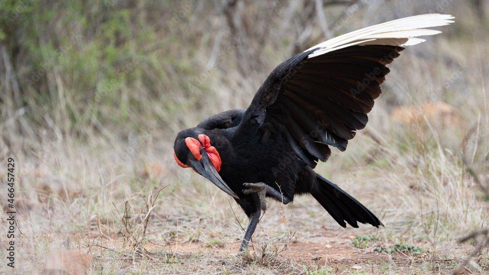 Southern ground hornbill close up Southern ground hornbill close up
