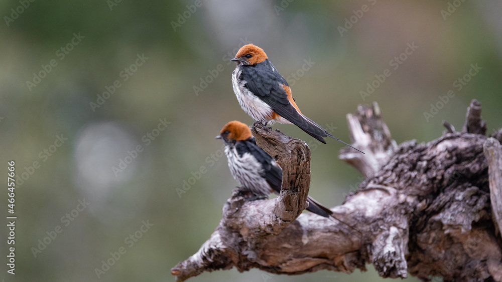 a lesser striped swallow perched. a lesser striped swallow perched.