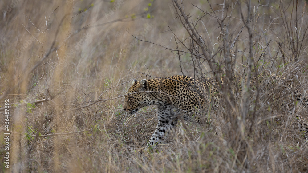 Fototapeta premium leopard on the move searching for food
