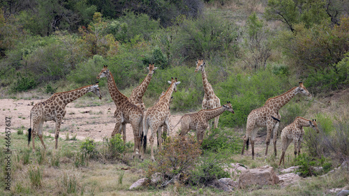 a tower of giraffes in a riverbed