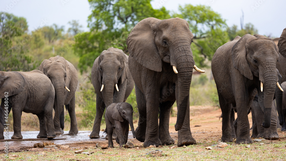 Fototapeta premium A breeding herd of African elephants at a waterhole with a baby calf