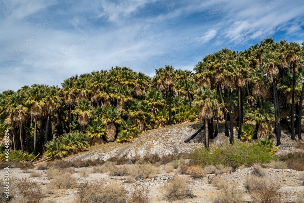 Pushawalla Palm Trees in Palm Springs, California