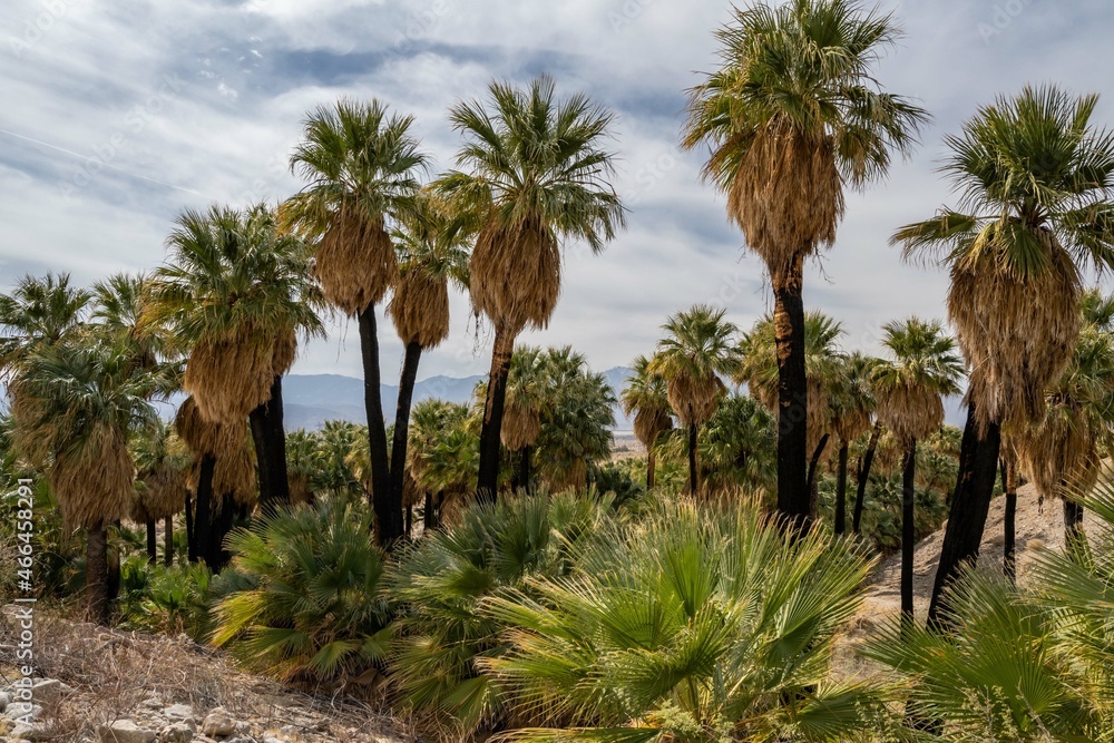 Pushawalla Palm Trees in Palm Springs, California Pushawalla Palm Trees in Palm Springs, California