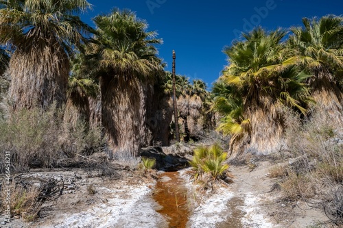 Pushawalla Palm Trees in Palm Springs, California