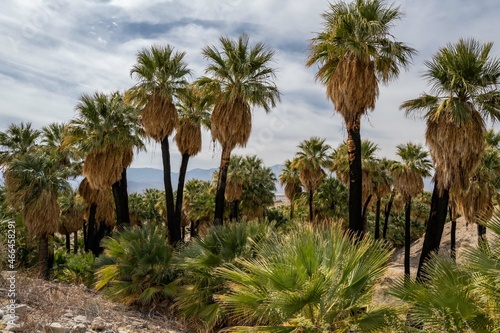 Pushawalla Palm Trees in Palm Springs  California