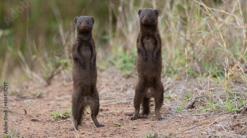 dwarf mongooses standing on their hind feet photo