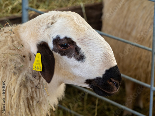 Aragonese sheep of the black-eyed breed, cute lambs in stable on fresh straw during sunrise photo