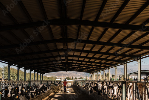 Farmer walking through the cowshed on a dairy farm. Dairy and livestock industry concept.