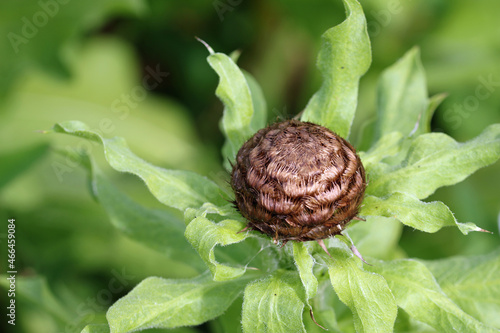 Brown bud of giant knapweed in close up photo