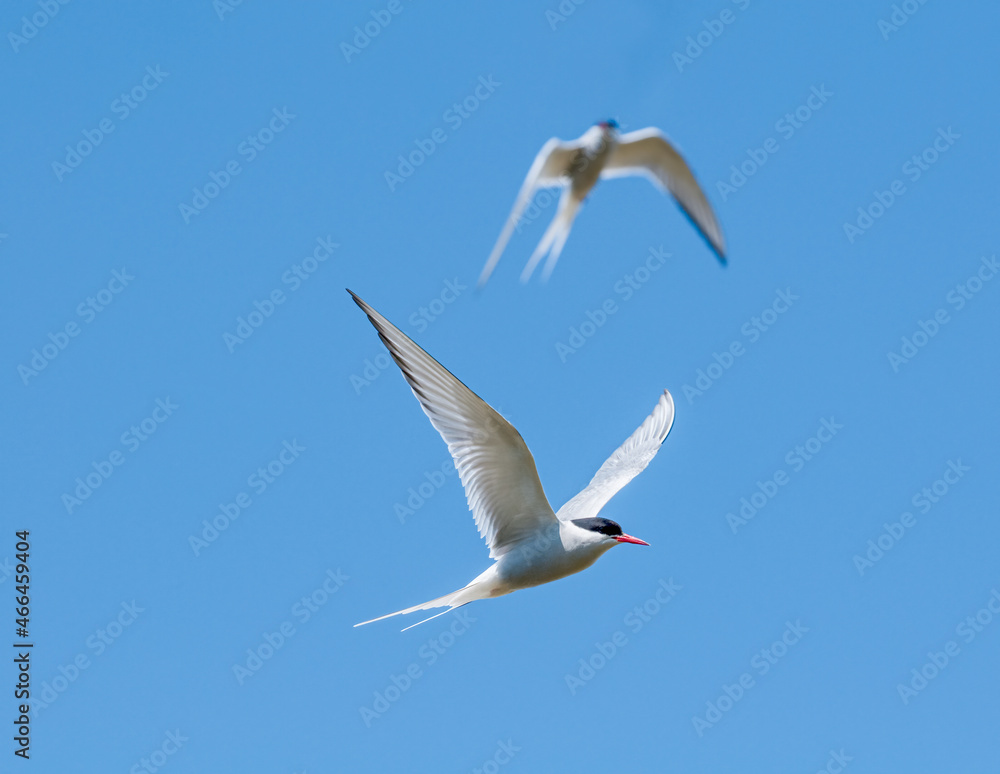 Arctic Terns (Sterna paradisaea) in Barents Sea coastal area, Russia Arctic Terns (Sterna paradisaea) in Barents Sea coastal area, Russia