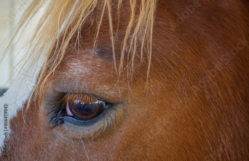 Eye of horse with mane.  Close up brown horse eye in sunny day