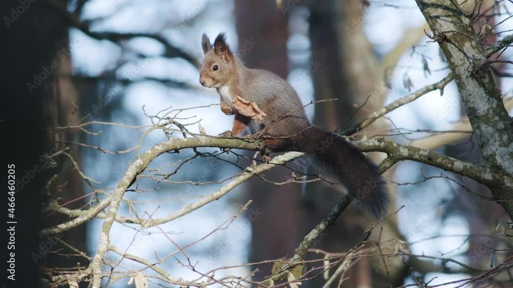 Wild squirrel climbing in tree sitting on the branch Wild squirrel climbing in tree sitting on the branch
