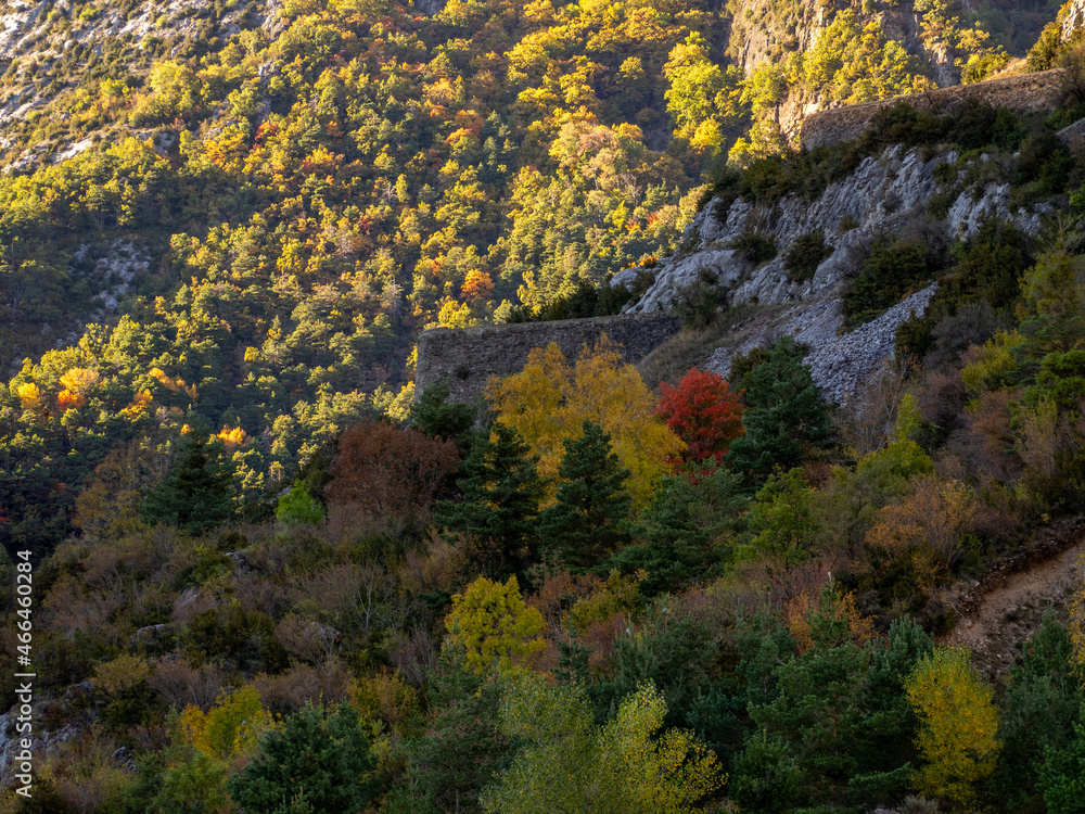 autumn forest in the mountains