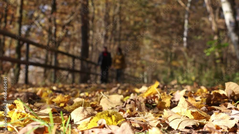 An couple walks on a path in the autumn landscape An couple walks on a path in the autumn landscape