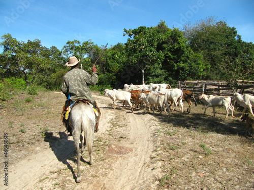 Εκτύπωση καμβά Rear view of a cattleman following the cattle in a village against a clear sky i