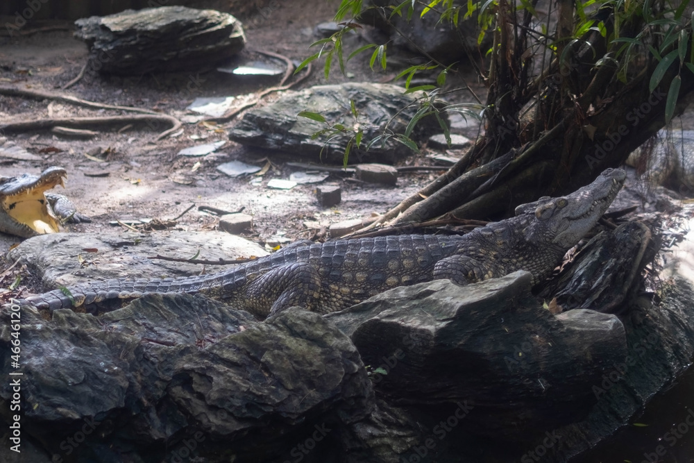 Crocodile resting on the rock near the pond Crocodile resting on the rock near the pond