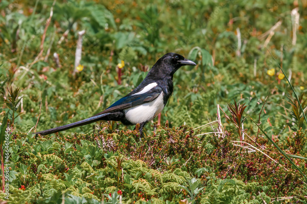 Black-billed Magpie (Pica hudsonia) at Chowiet Island, Semidi Islands, Alaska, USA Black-billed Magpie (Pica hudsonia) at Chowiet Island, Semidi Islands, Alaska, USA
