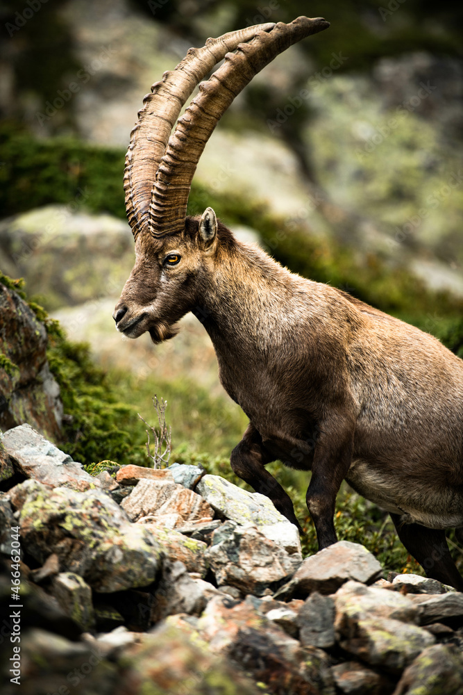portrait couleur d'un male ibex 