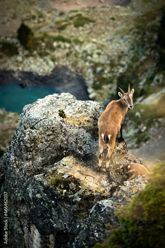 jeune bouquetin surplombant un lac turquoise