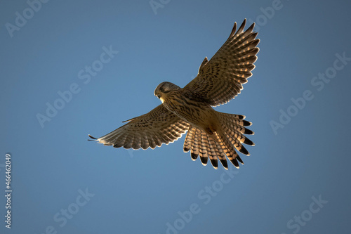 faucon crecerelle vol stationnaire 