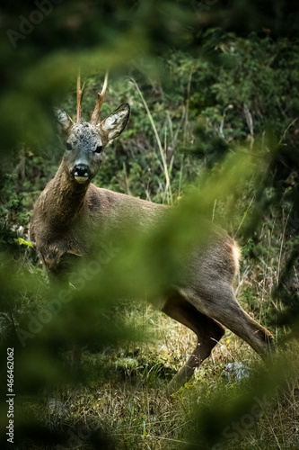 chevreuil dans les bois