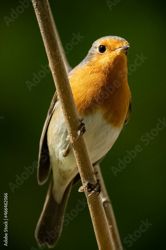 portrait rouge gorge sur une branche