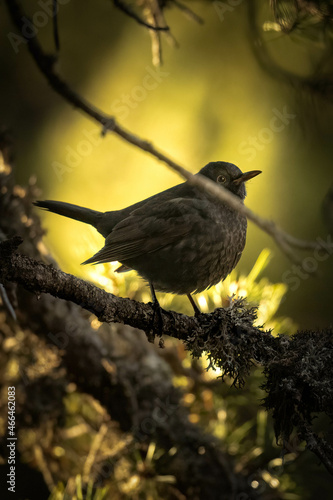 merle sur une branche