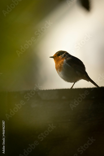 rouge gorge en lumiere tamisée