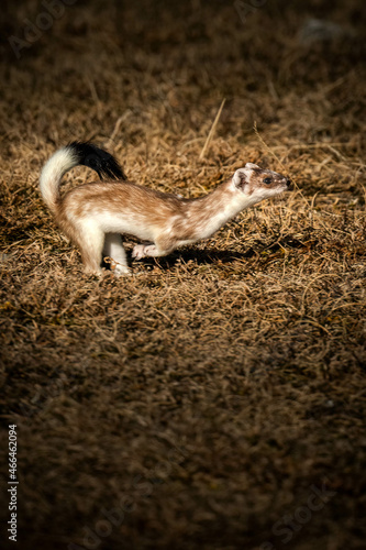 hermine court, saute 