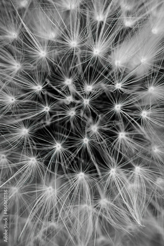 portrait macro noir et blanc pissenlit