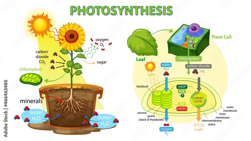 Fototapeta premium Diagram showing process of photosynthesis in plant