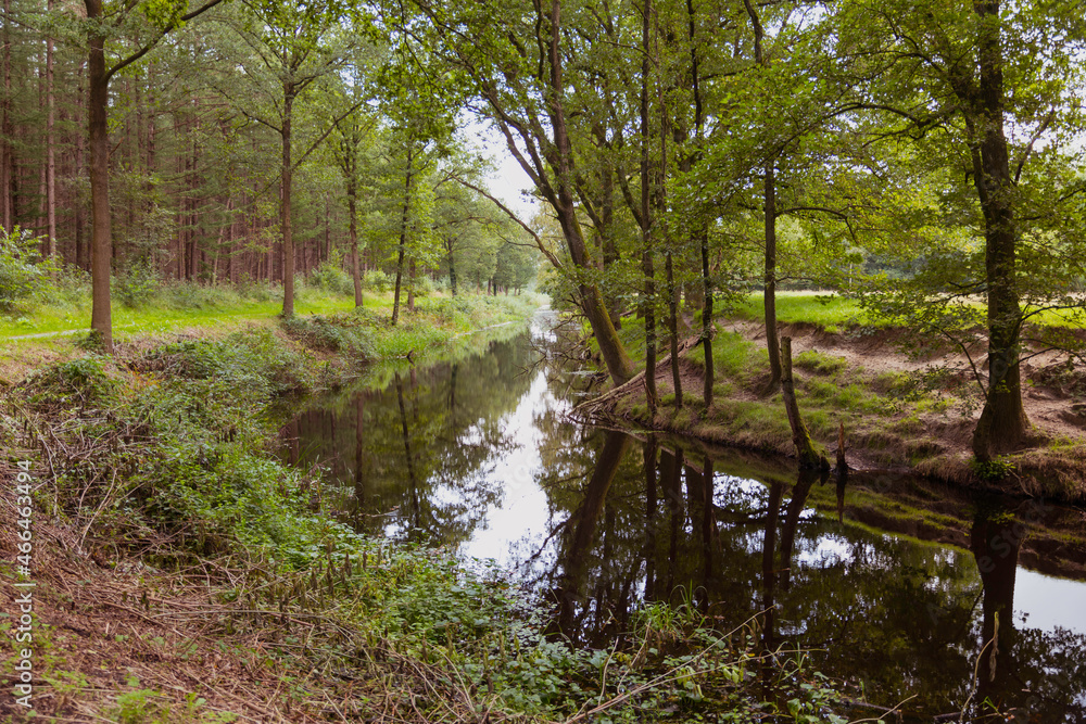 Obraz premium forest with small river in holland