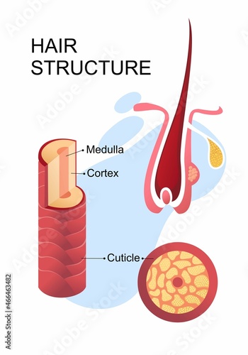 human hair structure educational poster