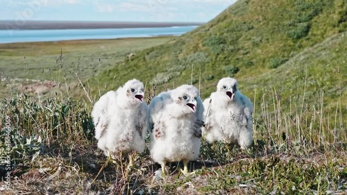 Baby birds of hobby falcon in nest trying to defend themselves crying out loud. Yamal peninsula and its various fauna. photo