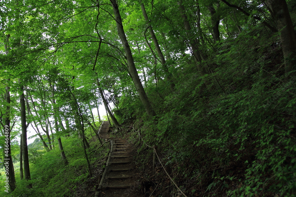 peaceful path through the green forest peaceful path through the green forest