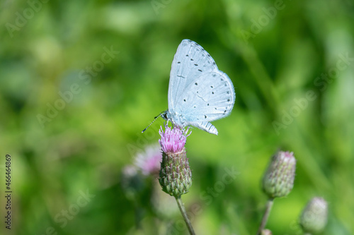 Holly blue butterfly (Celastrina argiolus) on a creeping thistle blossom (Cirsium arvense). photo