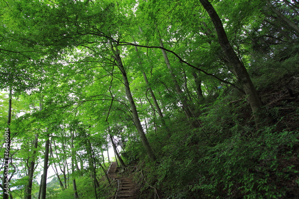 peaceful path through the green forest peaceful path through the green forest