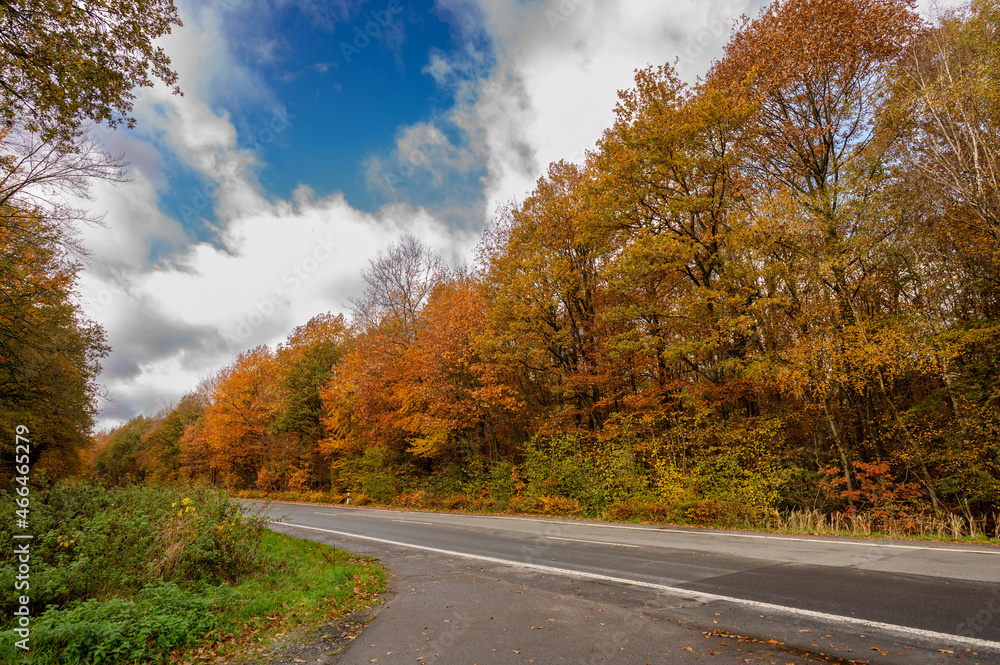 Obraz premium Strasse im Herbst