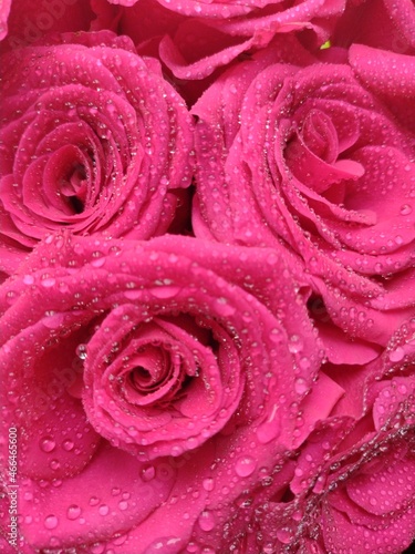 pink rose petals