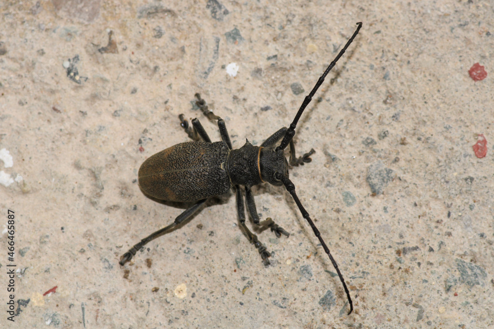 Morimus asper black insect macro photo Morimus asper black insect macro photo
