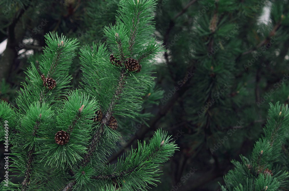 young pine branches with cones, dark background