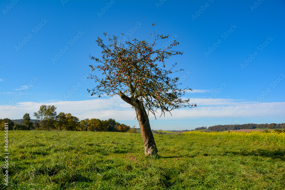 An old apple tree in autumn with blue sky