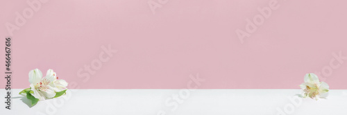 Natural light pink background with white flowers. © Anna